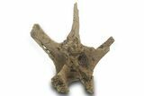 Hadrosaur (Edmontosaurus?) Dorsal Vertebral Arch - Wyoming #377959-1